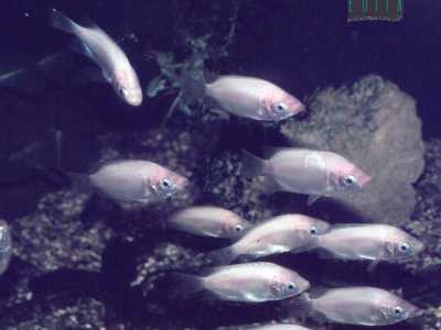 Foto amatoriali del 1983 che mostrano alcune vasche dell'acquario