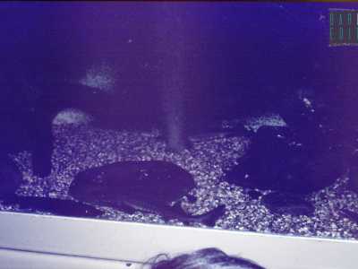 Foto amatoriali del 1983 che mostrano alcune vasche dell'acquario