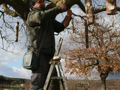 L'installazione delle mangiatoie sull'albero
