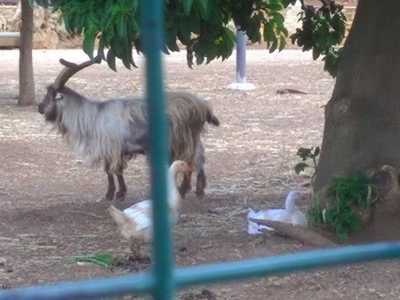 Un caprone e due papere