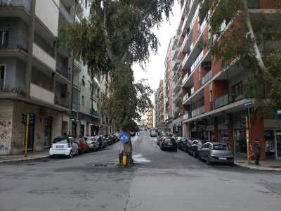 Via Di Tullio e il caratteristico eucalipto che taglia in due la strada