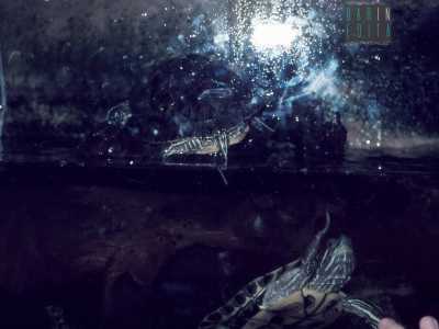 Foto amatoriali del 1983 che mostrano alcune vasche dell'acquario