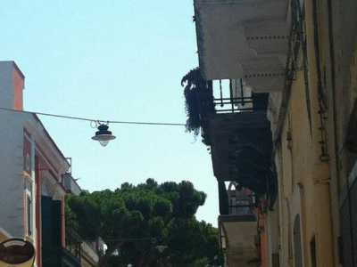 Il pino di Palese: si combatte per evitare l'abbattimento