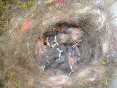 Piccole cinciallegre in uno nido artificiale, posizionato su un mandorlo in Valle d'Itria