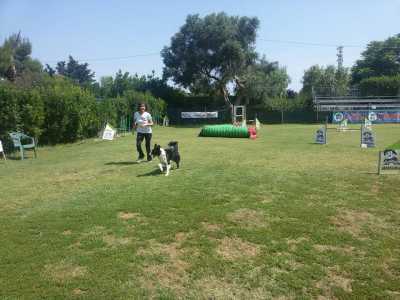 Un border collie si prepara ad affrontare il complicato itinerario sotto lo sguardo vigile di un'addestratrice