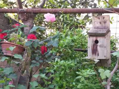 Il birdgardening in Puglia