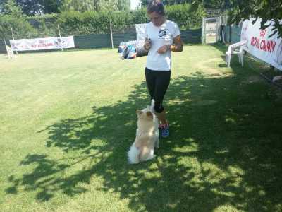 Il volpino durante una lezione di ubbidienza: nell'agility dog l'aspetto della disciplina � fondamentale 