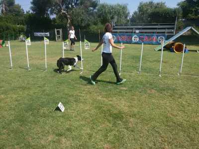Il border collie si destreggia in uno slalom lungo una serie di paletti