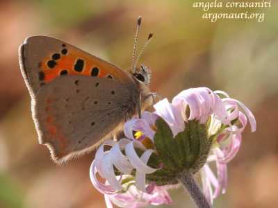 Argo bronzeo (Lycaena phlaeas)