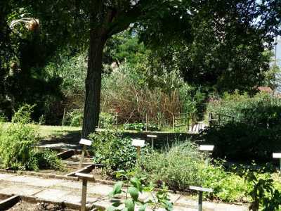 Piante medicinali in lastre di pietra di Corigliano