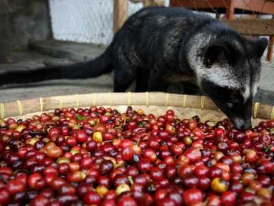 Uno zibetto mentre mangia le bacche di caff�