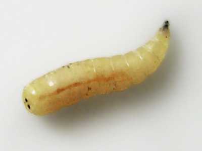 Una larva di Piophila Casei 
