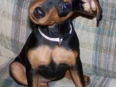 Cani che vanno di moda: Pincher