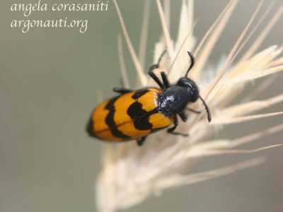 Mylabris variabilis