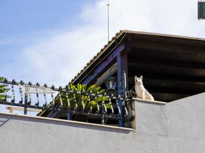 Su un edificio spicca un cane ornamentale fatto di ceramica