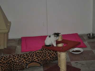 Un cucciolo bianco nell'area ludica