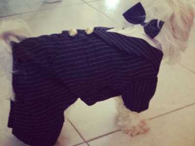 Un cagnolino in smoking per festeggiare il Natale