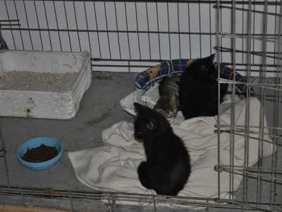 Tre gatti colti nel momento del pisolino
