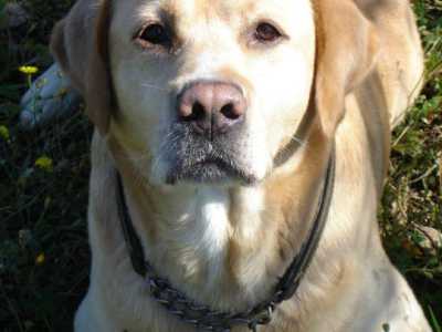Cani che vanno di moda: Labrador Retriever