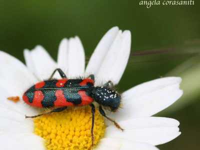 Trichodes alvearius