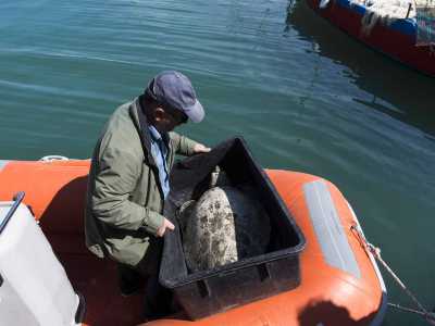 Le conche vengono caricate con delicatezza su un gommone arancione...