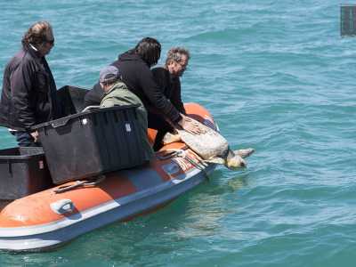 Mentre Pasquale e Fabrizio cominciano a inclinare i vasconi notiamo come le testuggini agitino energicamente le zampe, quasi avessero gi� intuito il loro destino