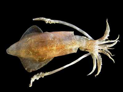 Il Calamaro (Loligo vulgaris) � � caratterizzato da un corpo di forma allungata con un capo su cui sono evidenti due occhi e una corona di 8 tentacoli corti e 2 pi� lunghi dotati di ventose solo all�estremit�. Vive in genere pi� in profondit� ma in alcuni periodi dell�anno si avvicina alla superficie per deporre le uova (foto di Hans Hillewaert)