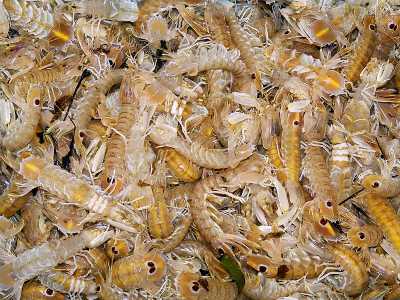 La �Cicala� (Canocchia � Squilla mantis) - � una specie rinvenibile dai 10 a 200 metri di profondit�, che pu� raggiungere i 20 centrimetri di lunghezza. La colorazione � bianco-giallastra e sulla sua coda spiccano due macchie viola scuro che sembrano occhi: hanno funzione difensiva (foto di Hans Hillewaert)