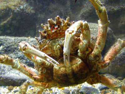 �L�Eremita� � (Granceola � Maja squinado) - � un granchio che vive prevalentemente su fondi rocciosi e ricchi di alghe, ha un carapace ovoidale con i bordi laterali muniti di numerose spine e pu� raggiungere i 20 centimetri di lunghezza. Non avendo chele robuste, si difende mimetizzandosi, innestando sul dorso spugne o alghe anche di notevoli dimensioni (foto di J�lio Reis) 