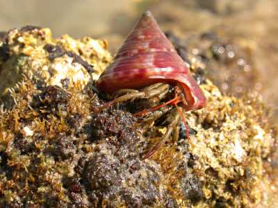 Il Paguro (Pagurus) - I paguri sono crostacei con addome molle (non ricoperto dalla corazza) e che per questo proteggono il loro corpo vivendo all�interno di conchiglie vuote che rinvengono sul fondo. Man mano che crescono abbandonano la �casa� diventata troppo piccola, per passare ad una pi� grande