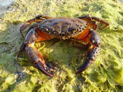 �La Pelosa� (Favollo - Eriphia verrucosa) - � un granchio di medie dimensioni (fino a circa 10 centimetri senza considerare gli arti) di colore marrone pi� o meno scuro sul dorso e giallastro sul ventre, ricoperto da setole, da cui il nome locale di �pelosa� (foto di George Chernilevsky)