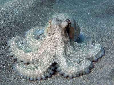 Il �Polpo di scoglio� (Octopus vulgaris) � Il re degli animali marini locali: purtroppo per lui pescato, �sbattuto� e cucinato in tutti i modi. � un cefalopode dotato di otto tentacoli con due file di ventose. Vive tra gli scogli: generalmente nascosto in tana durante il giorno, esce a caccia di notte (foto di Theasereje)