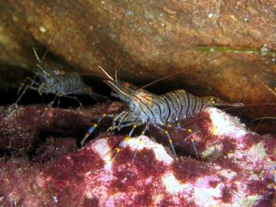 Il �Salipcio� (Gamberetto di scoglio o Gamberetto maggiore - Palaemon serratus) - � un piccolo gamberetto dal corpo quasi trasparente ricoperto da striature brunastre, con le giunture delle zampe gialle e viola. Questi esemplari rifuggono dalla luce diretta, quindi di solito si trovano in grotte oppure sotto scogli e pietre di varie dimensioni
