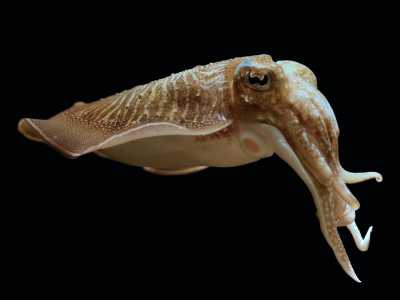 La Seppia (Sepia officinalis) � � un cefalopode con due occhi grandi e con otto tentacoli corti e due pi� lunghi provvisti di ventose solo all�estremit�. Al suo interno si trova la conchiglia ridotta e modificata a formare il noto �osso di seppia�. Pu� nuotare molto velocemente utilizzando il nuoto �a reazione�: comprime una certa quantit� di acqua nel suo corpo per poi farla uscire attraverso il sifone, creando un getto che la spinge in direzione opposta (foto di Hans Hillewaert)