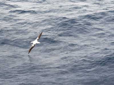 �...per non parlare degli albatros, che con un'ampissima apertura alare si avvicinavano al ponte di poppa e seguivano la scia della nava, proprio come fanno i gabbiani nel Mediterraneo. Sono uccelli sorprendenti: peccato che a volte muoiono ingerendo pezzetti di plastica�