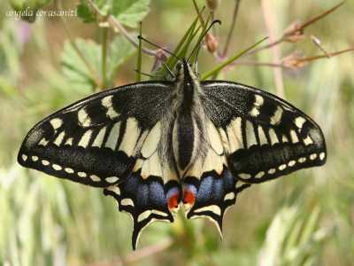 Macaone (Papilio macaon)