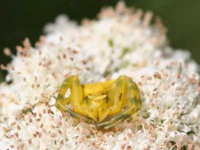 Ragno camaleonte (Thomisus onustus)