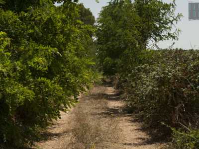 Anche qui la vegetazione � lussureggiante, tanto da rendere difficoltoso il nostro approdo: a prima vista sembrerebbe quasi di aver sbagliato direzione