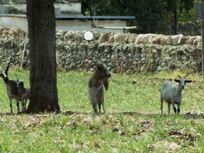 ...e caprette delle aziende agricole dell'area