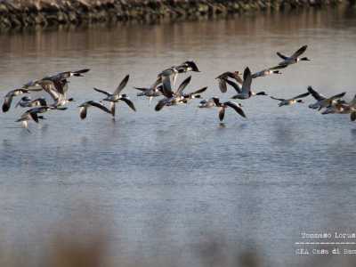 Continuiamo il nostro viaggio, rendendoci conto di essere in un vero e proprio paradiso per gli amanti del birdwatching. �Si tratta di una zona adatta sia alla sosta sia alla riproduzione di numerose specie di uccelli � sottolinea il biologo Antonio Riontino -. � facile quindi imbattersi in eleganti esemplari di volpoche...�