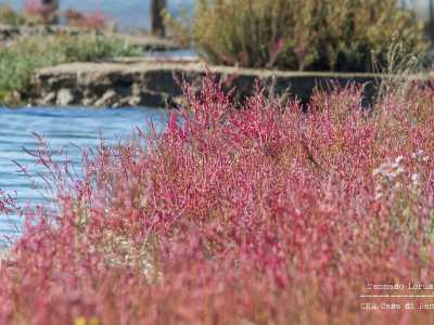 ...che si �intonano� con la salicornia, regina della flora locale. �Questa pianta � soprannominata �asparago di mare� � evidenzia il biologo � ed � commestibile: viene persino venduta in alcuni negozietti�
