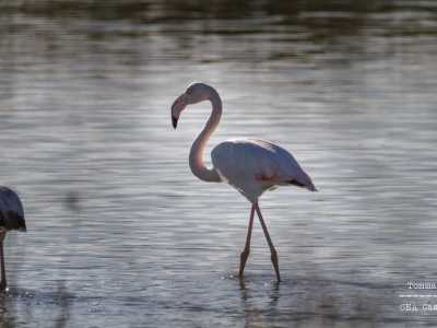 ...con il loro lunghissimo collo bianco e le sfumature rosa delle piume...
