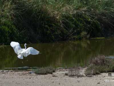 �...garzette dalla magnifica apertura alare...�