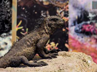 Tra questi �Viaggio di Charles Darwin alle Galapagos: la Biodiversit��, che propone un percorso interattivo dedicato alle scienze naturali. Qui sono collocate le riproduzioni a grandezza naturale di animali quali iguane...