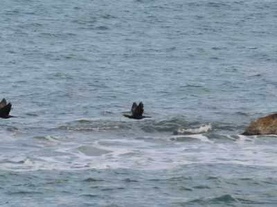 I cormorani del lungomare di Bari. Foto di Nicola Velluso