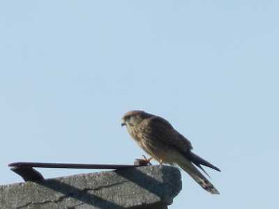 Uccelli selvatici in citt�