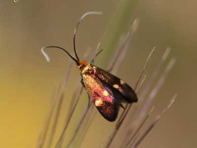 Nemophora raddaella