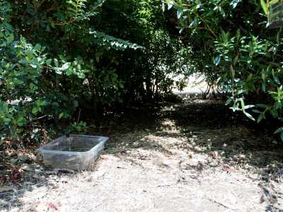 Tra un cespuglio e l'altro notiamo un contenitore di plastica messo l� come abbeveratoio da qualche frequentatore del parco