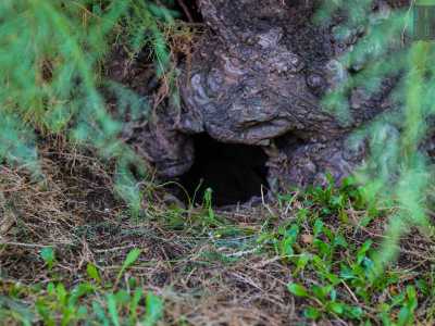 ... appena ci vede batte in ritirata verso la sua tana, scavata nel terreno ai piedi di un tronco