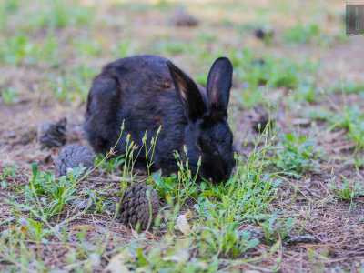 L'ultimo animale che immortaliamo � invece completamente nero: lo troviamo impegnato nel brucare l'erba